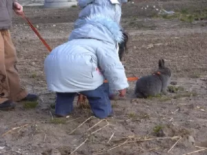 Søde kaniner ved Lones est