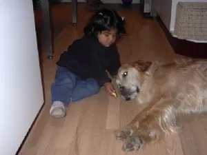 Kan stevie lide æbler