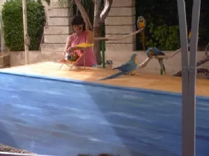 Papegøjeshow - solbadning