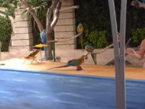 Papegøjeshow - på rulleskøjter