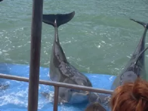 Delfinshow - Go' daw