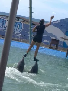 Delfinshow - Balancekunst