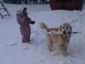 ... Stevie tog min skovl