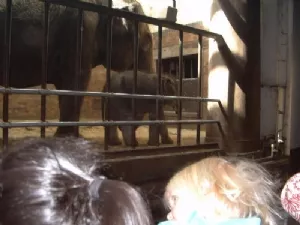 Elenfanten i Kbh. har fået en baby