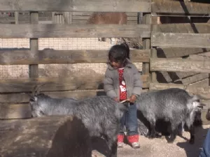 Gederne var bare så søøøde