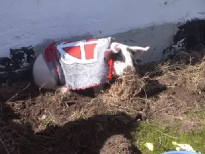 Grisen møffe var med til FDF