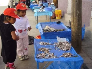 Lækre 'sild' (de mindste er fra Titicaca søen)