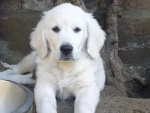 Jeg er kær (og jeg ved det)