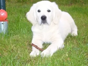 The king of the House