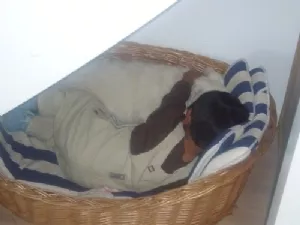 Sebastian og Zanto i hundekurven