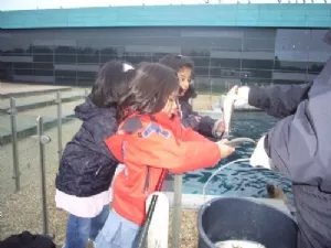 Pigerne fodre sæler