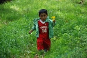 Blomsterdrengen i Rold Skov i fuld firspring