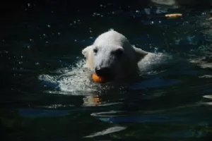 Det er ikke Zanto, men isbjørneungen i Aalbog Zoo