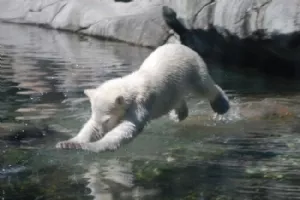 Ahhh en dejlig dukkert i det kolde vand