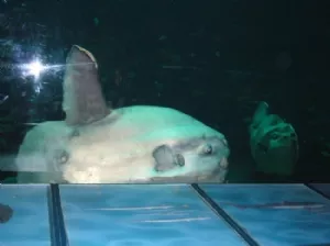 Klumpfisken - ikke særlig køn, men meget speciel