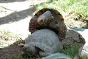Skildpadder (ikke før børn)