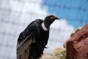 Condor - ville desværre ikke flyve pga varmen