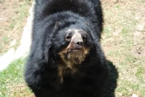 En nysgerrig bjørn - måske lidt fortabt