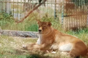 En opmærksom men træt Løvinde