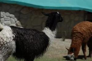 Alpaca Lama'er