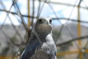 En vågen falk, - som heller ikke ville flyve...
