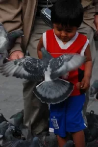 Sebastian modtager en due...