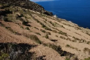 Terrasser anlagt i Tiwanaku tiden (1700 BC til 1400 AC) og som stadig dyrkes