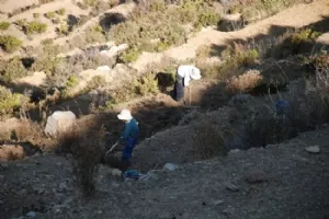 Dyrkning foregår med håndkraft