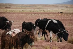 Så må der græsses - eller hvad man kan kalde det