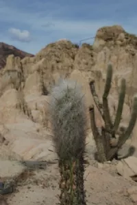 Og kaktusser findes her også