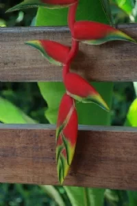 Endnu flere smukke blomster