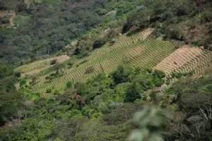 Coca plantage, - hvert blad håndplukkes (det er lidt svært med en mejetærsker på disse skråninger)