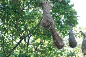 Specielle fuglereder