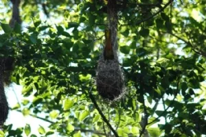 Og her er moren tilbage med foder til ungerne