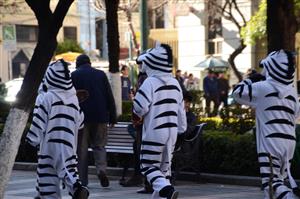 Zebraer som hjælper i trafikken
